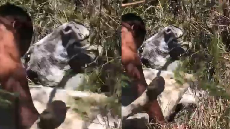 Jamaican Scamma Caught Engaging in Inappropriate Behavior with Goat, Donkey, or Cow