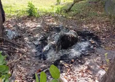 Man Attacked and Killed by Pig While Protecting Garden in Belize Village