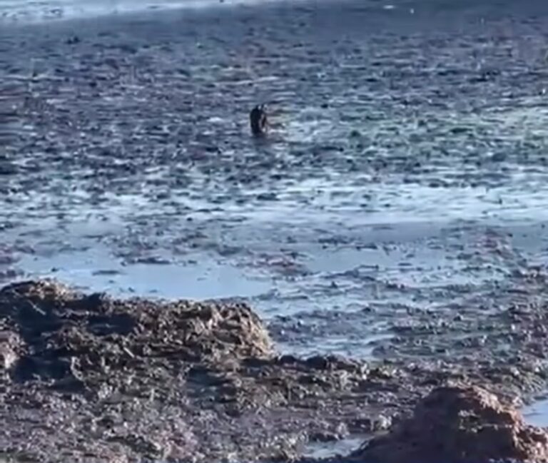 Oily Substance and Dead Fish Wash Ashore in Clarendon After Hurricane Melissa